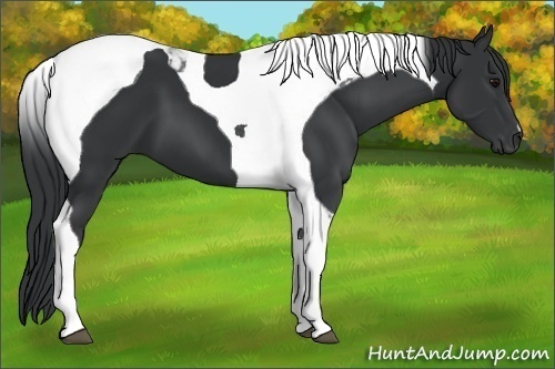 Horse Color: Black Tobiano 