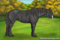 Horse Color:Black Splash  Brindle
