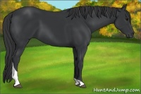 Horse Color:Black Tobiano 