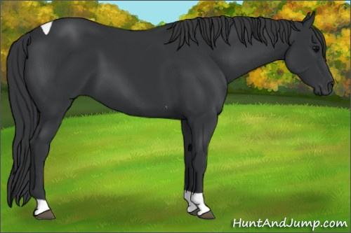 Horse Color: Black Tobiano 