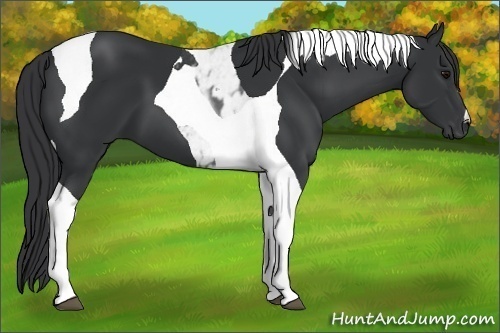 Horse Color: Black Tobiano 