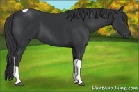 Horse Color:Black Tobiano 