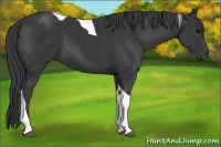 Horse Color:Black Tobiano 