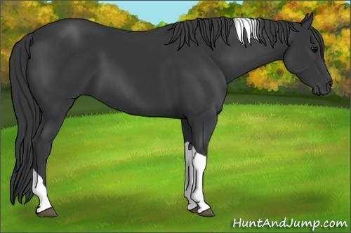 Horse Color: Black Tobiano 