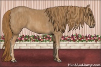 Horse Color:Chestnut Brindle
