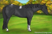 Horse Color:Black Tobiano 