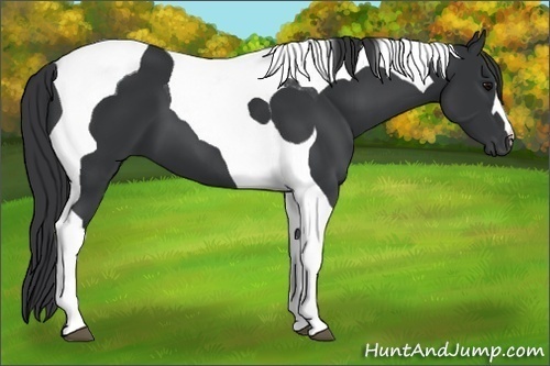 Horse Color: Black Tobiano 