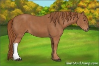 Horse Color:Chestnut  Brindle
