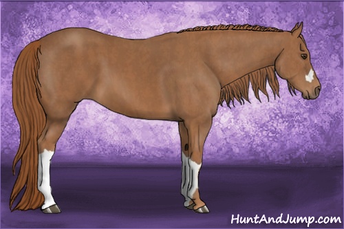 Horse Color: Chestnut  Brindle