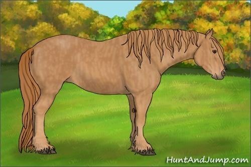 Horse Color:Chestnut  Brindle