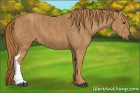 Horse Color:Chestnut  Brindle