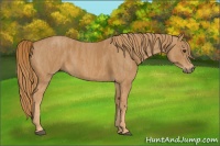 Horse Color:Chestnut Brindle
