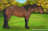 Horse Color:Bay  Brindle