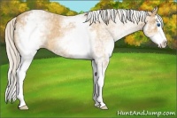 Horse Color:White Spotted Silver Buckskin Roan Splash Rabicano 
