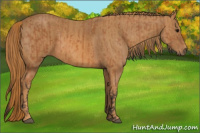 Horse Color:Bay  Brindle