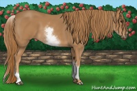 Horse Color:White Spotted Chestnut 