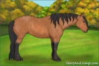 Horse Color:Bay  Brindle