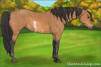 Horse Color:White Spotted Bay  Brindle
