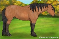 Horse Color:Bay  Brindle