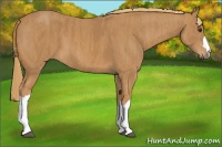 Horse Color:Chestnut  Brindle