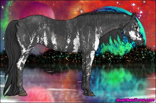 Horse Color: White Spotted Black  Brindle