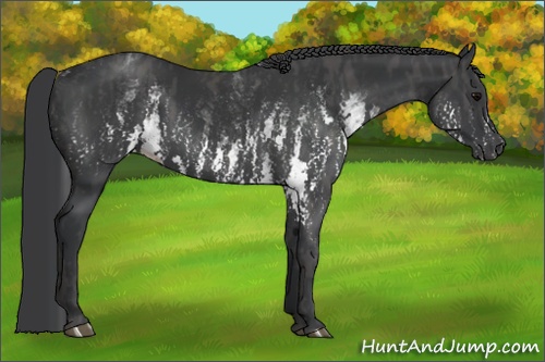 Horse Color: White Spotted Black  Brindle