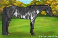 Horse Color:White Spotted Black  Brindle