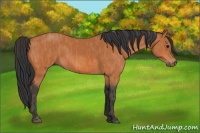 Horse Color:Bay  Brindle
