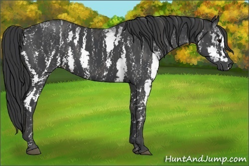 Horse Color: White Spotted Black  Brindle