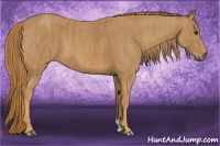 Horse Color:Chestnut  Brindle