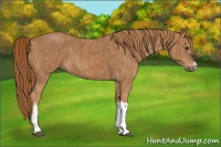 Horse Color:Chestnut  Brindle