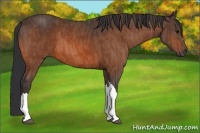 Horse Color:Bay  Brindle