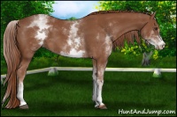 Horse Color:White Spotted Chestnut 
