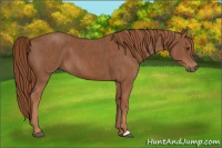 Horse Color:Chestnut  Brindle