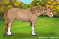 Horse Color:Chestnut Rabicano  Brindle