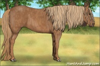 Horse Color:Chestnut  Brindle