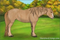 Horse Color:Chestnut  Brindle