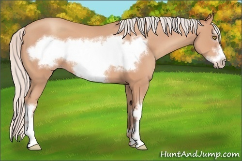 Horse Color: Silver Amber Champagne Frame 