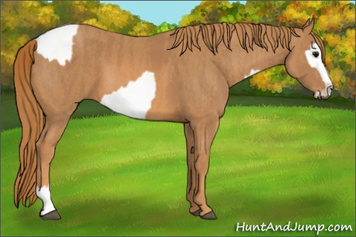 Horse Color: Bay Dun Tobiano Blanket  Brindle
