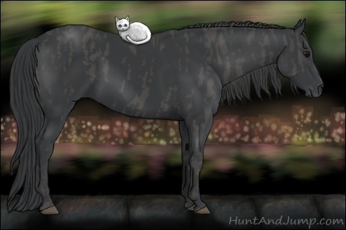 Horse Color: Black  Brindle