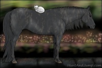 Horse Color:Black  Brindle
