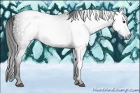 Horse Color:Gray Black  Brindle