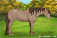 Horse Color:Classic Champagne 