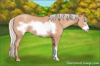 Horse Color:Silver Amber Champagne Frame 