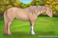 Horse Color:Gold Champagne 