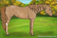 Horse Color:Chestnut  Brindle