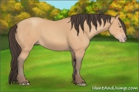 Horse Color:Amber Champagne 