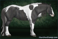 Horse Color:Black Splash Tobiano  Brindle
