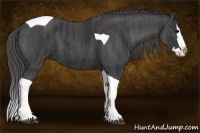Horse Color:Black Splash Tobiano  Brindle