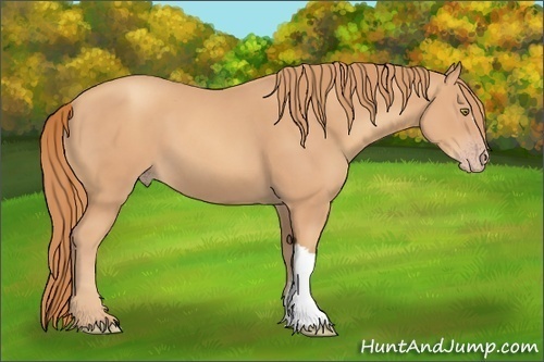 Horse Color: Gold Champagne 